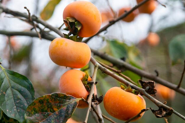 south-korea-Plants-Persimmon