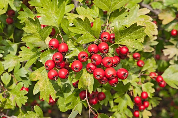 south-korea-Plants-Sansasnamu