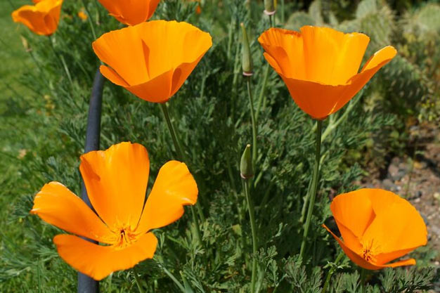 uk-Flowers-California Poppies