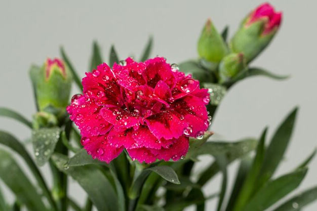 uk-Flowers-Carnation