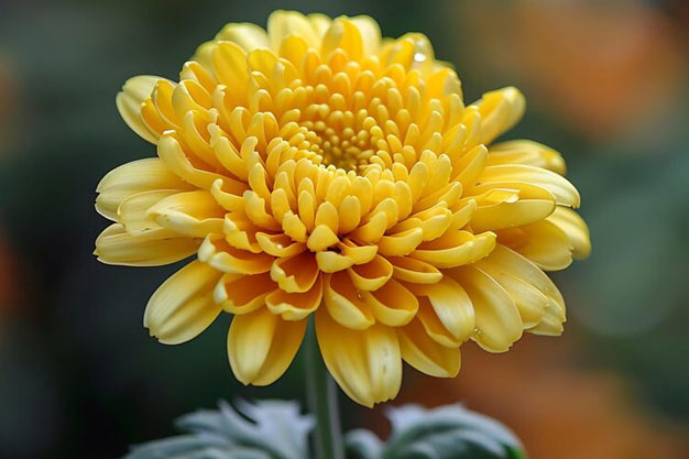 uk-Flowers-Chrysanthemum