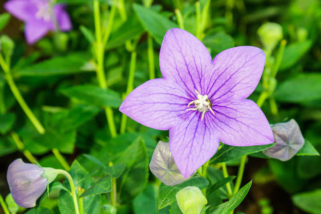 uk-Flowers-Clematis