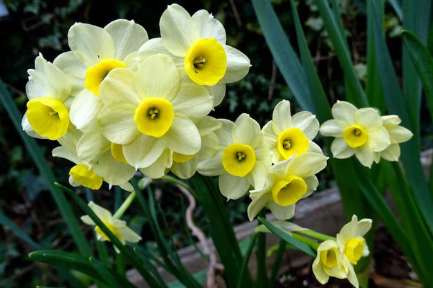 uk-Flowers-Daffodil 