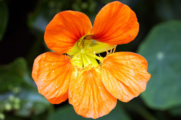 uk-Flowers-Nasturtiums