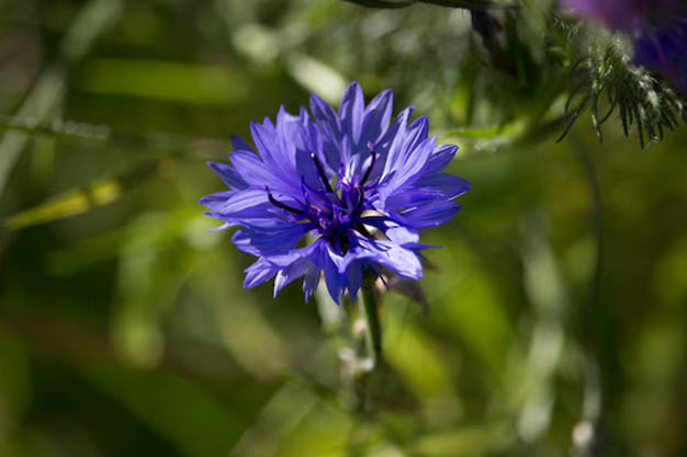 uk-Flowers-Nigella (Love-in-a-Mist)
