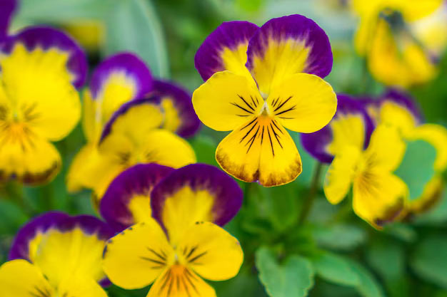 uk-Flowers-Pansy