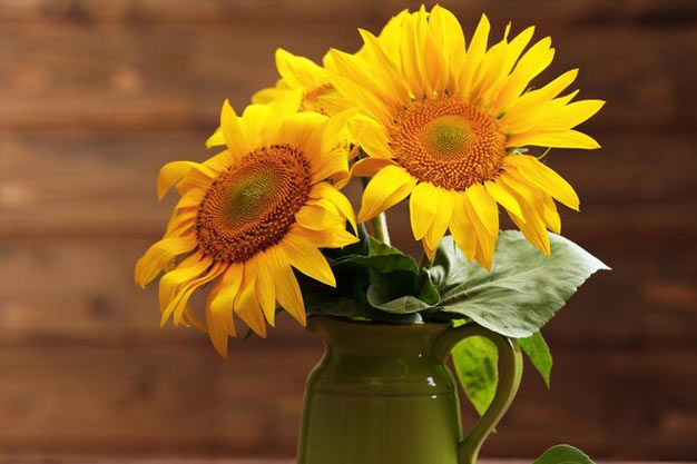 uk-Flowers-Sunflowers
