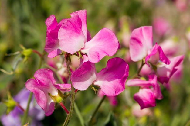 uk-Flowers-Sweet Pea
