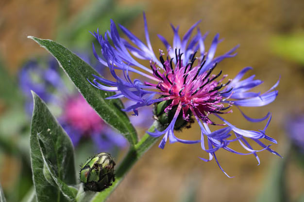 uk-Flowers-Thistle