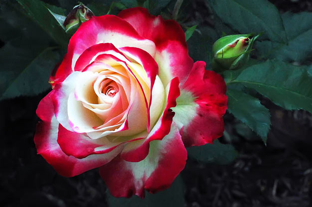 uk-Flowers-Tudor Rose