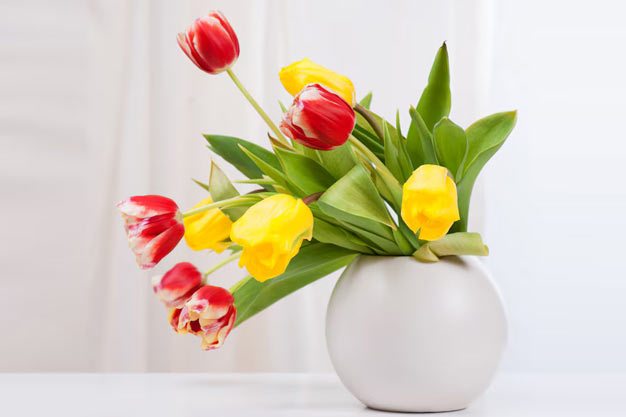 uk-Flowers-Tulip