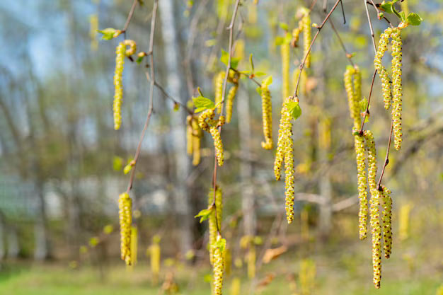 uk-Plants-Black Poplar