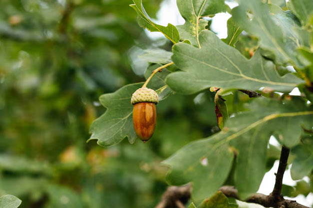 uk-Plants-English Oak