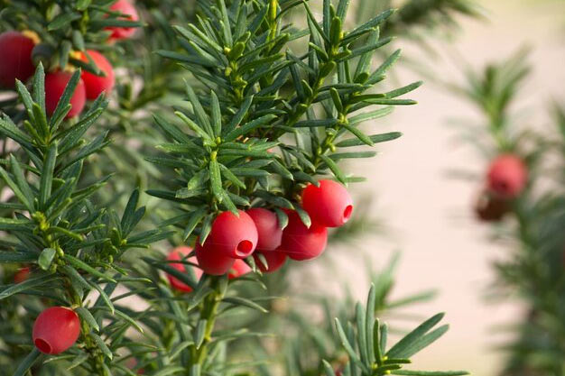 uk-Plants-English Yew
