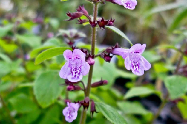 uk-Plants-Wood Calamint